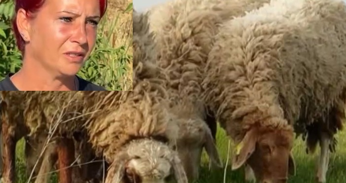 65 са огнищата в страната на шарка по дребните преживни