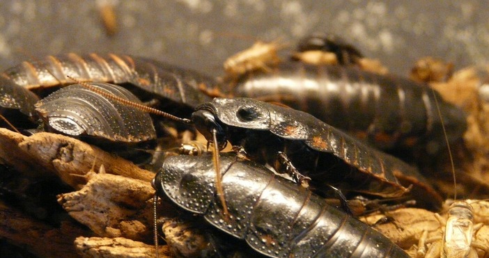 За нашествие от черни хлебарки Blatta orientalis се оплакаха столичани