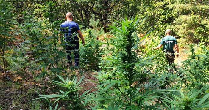 Снимки МВРСпециализирана полицейска операция по противодействие на засяването отглеждането и