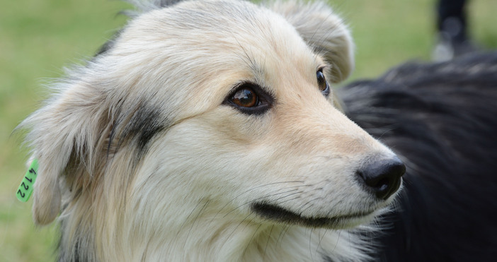 Общинският приют за безстопанствени кучета в село Каменар ще се