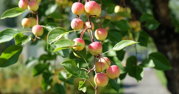 След горещото време в края на юли когато в Дунавската