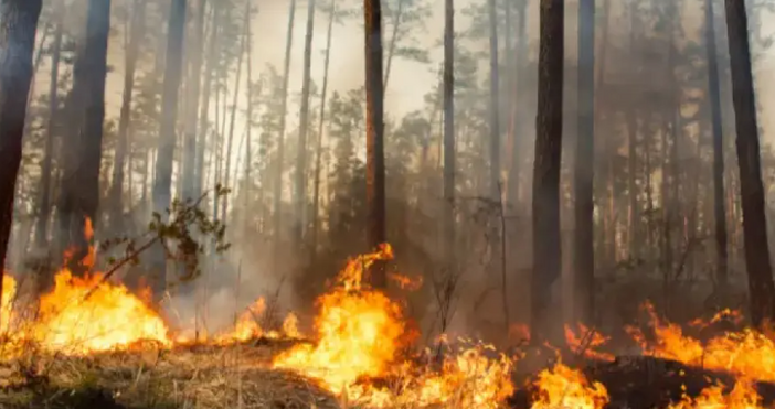 Огнената стихия превзема все повече райони в страната Голям пожар избухна