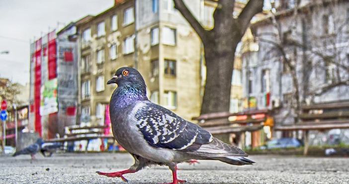 Търсенето на жилища в София е изключително активно отчасти заради