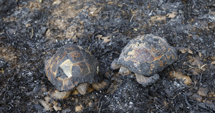 Мощни горски пожар бушуват в цялата страна Много от тях
