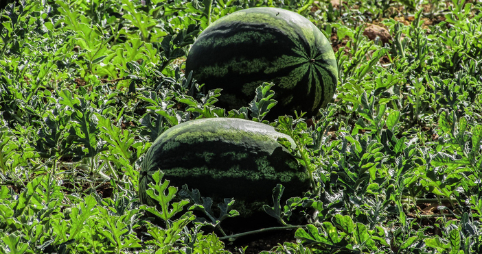 Браншова камара Плодове и зеленчуци БКПЗ алармира че българското земеделие