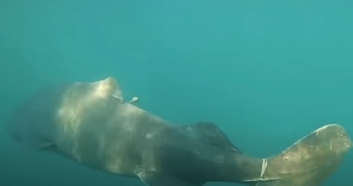 Акула жива още от времето на Шекспир Да Това не