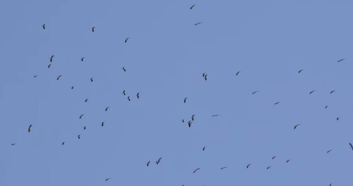 Първото отлитащо на Юг ято от бели щъркели пое по
