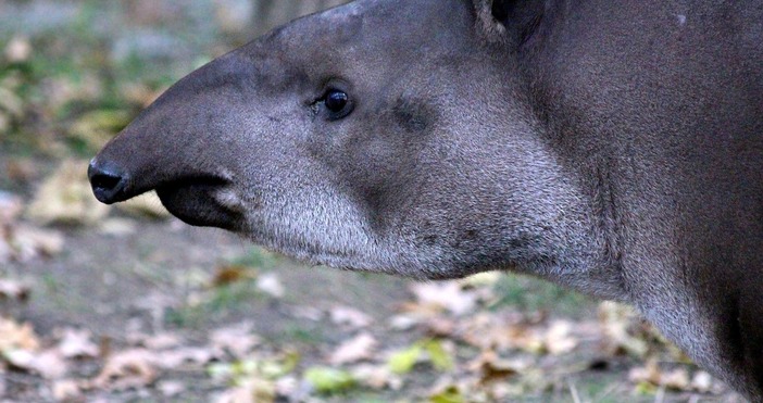 Чудо на природата изчезнало преди сто години се завърнаКамерите за