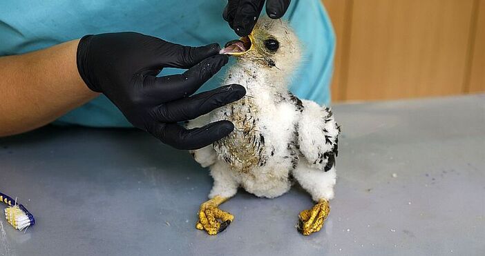 Бебе осояд беше спасено от голям горски пожар в района