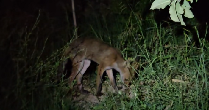Имаме си гостенче Много е мило пише Къци Вапцаров Той е