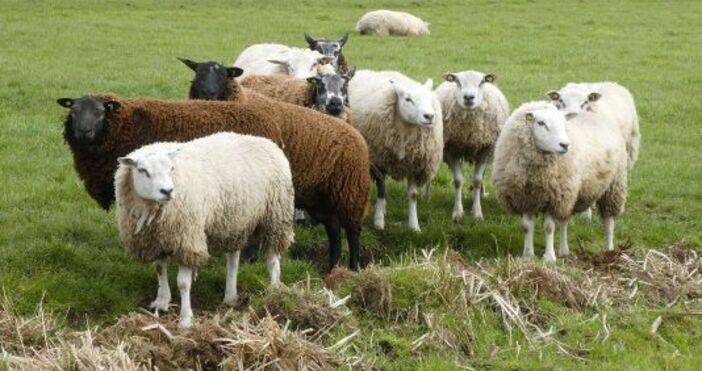 Българската агенция по безопасност на храните БАБХ установи за първи