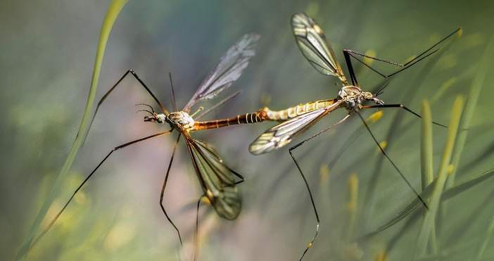 Комарите са част от нашата екосистема и никога няма да се