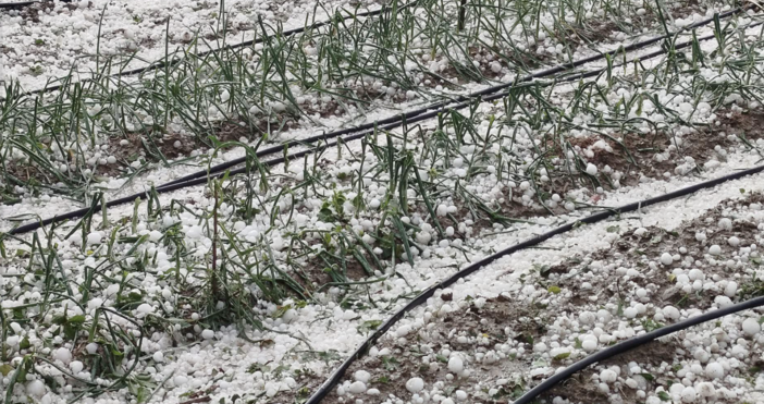 В рамките на днешния работен ден земеделските стопани с пропаднали