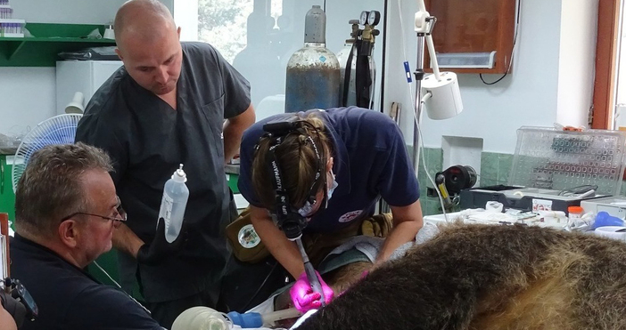 Международен екип от ветеринарни лекари прегледа част от мечките в