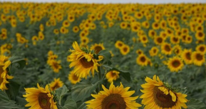 Ямболско отново бере плодовете на климатичните ексцесии Слънчогледовата жътва започнала