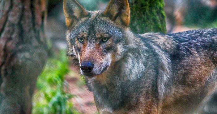 Нидерландските власти предупредиха хората да не навлизат в горски и