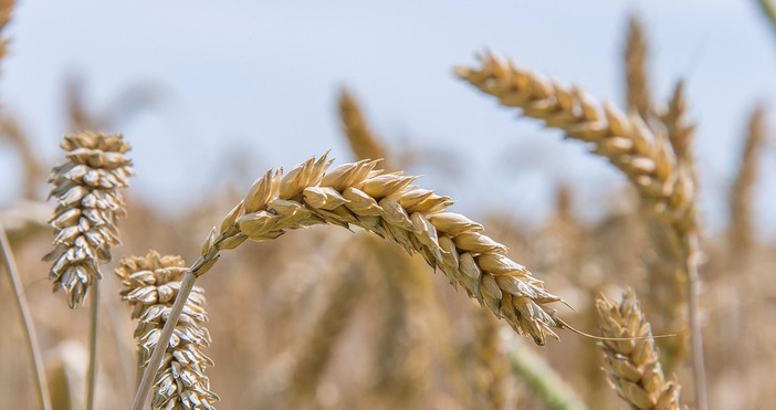 В Ямболска област до момента са пожънати над 705 000