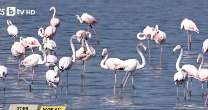 От години черноморският ни град Бургас е дом на розовите