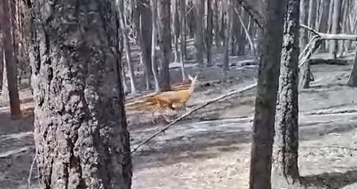 Югозападното държавно предприятие разпространи видео в което сърна броди през