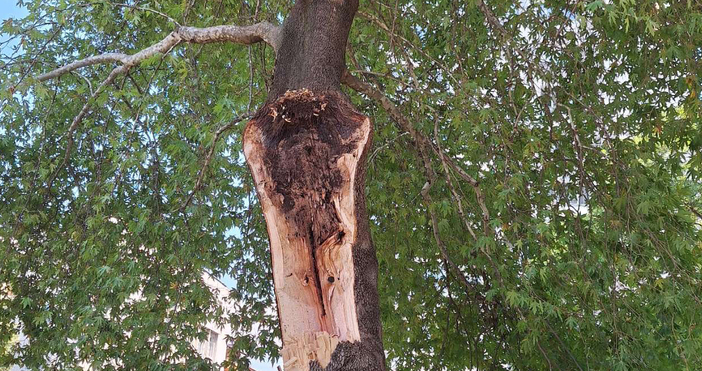 Тази сутрин се е прекършило стъблото на големия чинар в