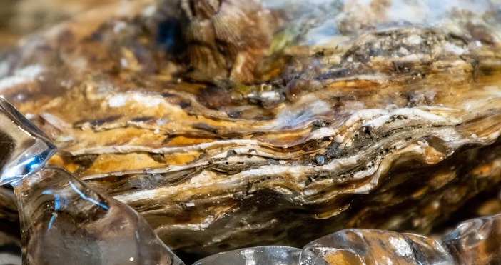 Черноморски стриди могат да превърнат района на Несебър в кулинарна