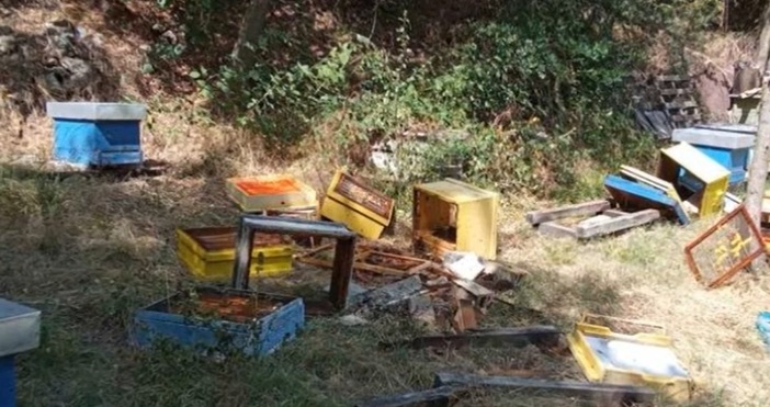 Две малки мечета нападнаха и буквално унищожиха пчелини в местността
