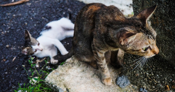 Международна мрежа която споделя и продава видеа с мъчения и