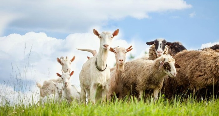 Епизоотичната обстановка в Пловдивска област остава усложнена по отношение на