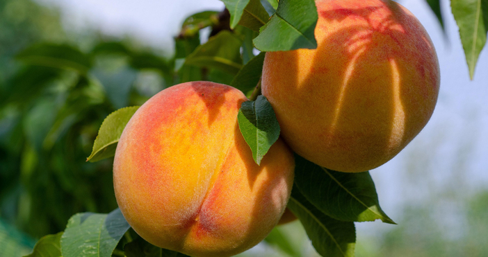 Земеделските стопани които отглеждат праскови останаха без държавно подпомагане за