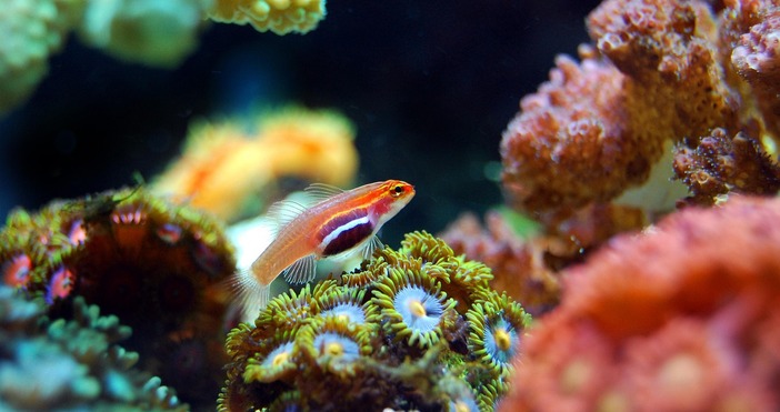 Нарушаването на хранителните вериги спадът в броя на рибите разпространението