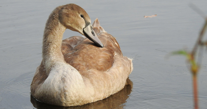 Снимки РИОСВ Враца След постъпил вчера сигнал за бедстващи