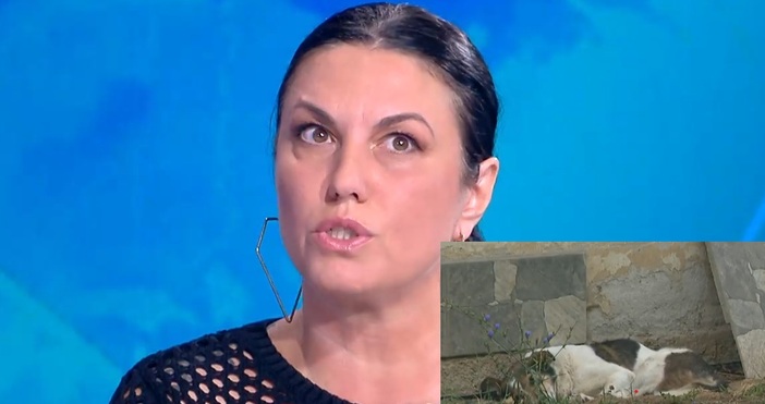 Поредно зверство над животно Мъж в Тетевен уби с бухалка