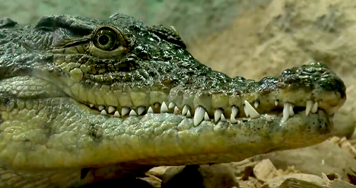 Мая Иванова Кадър Нова ТВКроко вече се казва Масай и