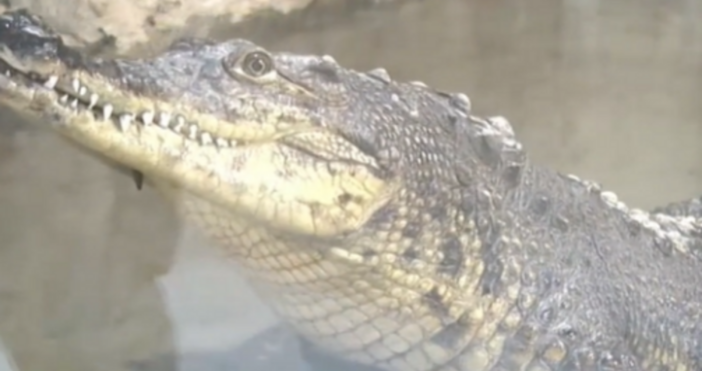 Крокодилът открит в столичния квартал Ботунец е пораснал с 30 40