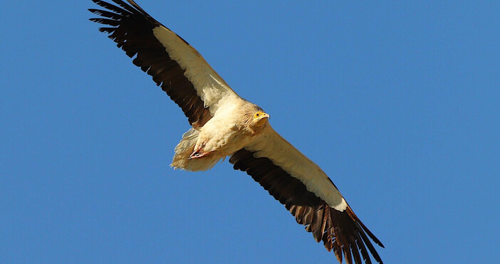 Мъж от района на село Храстово община Крумовград  заложил капан за