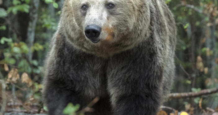 Бившата танцуваща мечка Рада е 33 годишна и бе спасена в