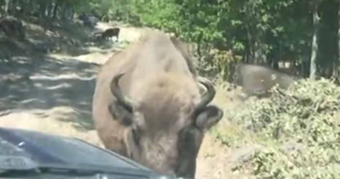 Три малки са се родили тази година в Родопите а