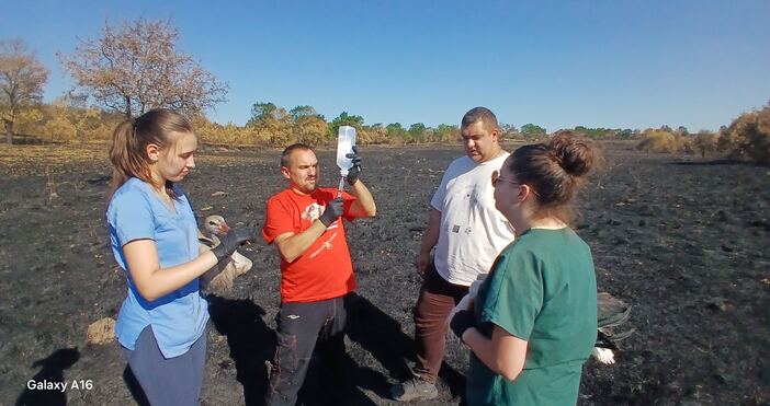 Снимки Студентски екологичен клуб BARBATUS 32 мъртви бели щъркела 6 изгорели костенурки