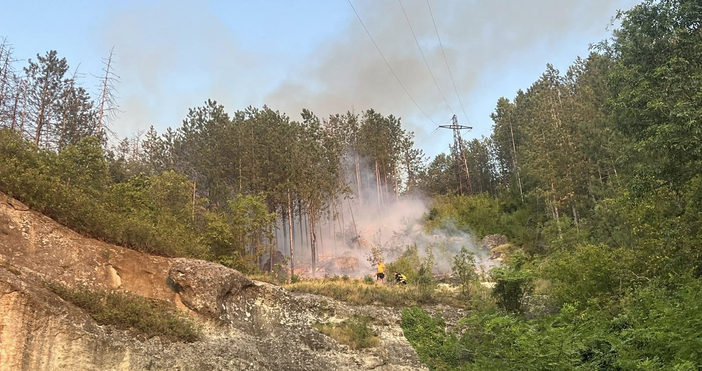 Близо 20 декара смесена гора е унищожена при пожара горял
