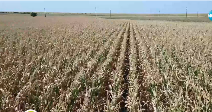 Провал на реколтата от царевица За това алармират зърнопроизводители от