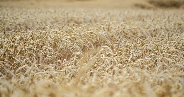 По оперативни данни на Министерството на земеделието и храните МЗХ