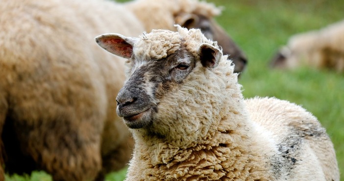 За подпомагане на засегнатите стопани при установяване на шарка в