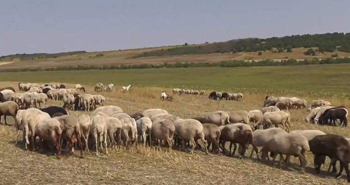 Сушата оставя стадата без храна а наложените мерки срещу шарка
