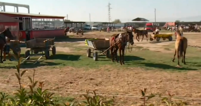 Акция на пловдивската полиция срещу нерегламентирана продажба на животни се