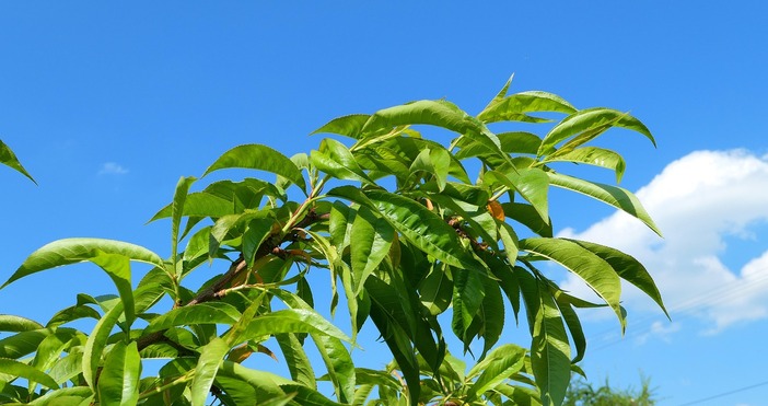 Собствениците на унищожени от студа прасковени градини ще бъдат компенсирани