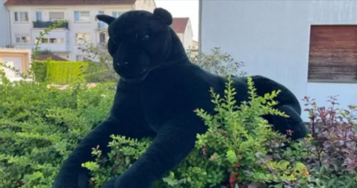 Пантера появила се в Северозападна Германия предизвика тревога След получени сигнали