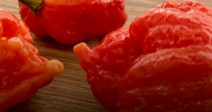 Нов и изцяло български сорт люти чушки Български дух вече