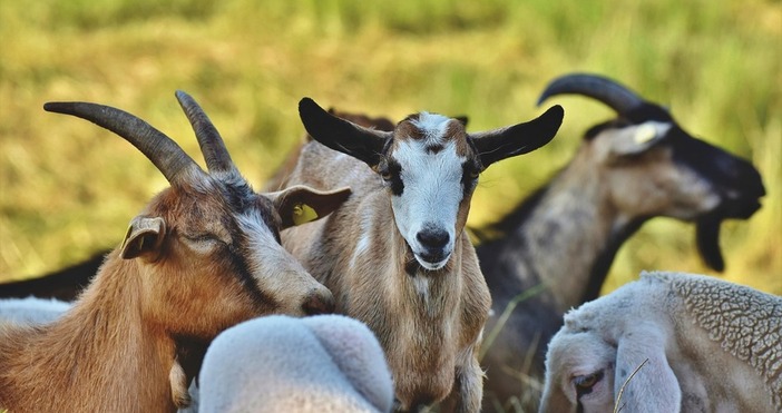 Нерегламентиран транспорт на дребни преживни животни е установен в Пловдивска