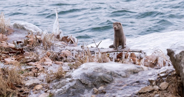 Върховният административен съд ВАС окончателно потвърди забраната за отглеждане на