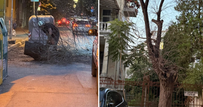 Поредно паднало дърво на ул Македония м у 10 и